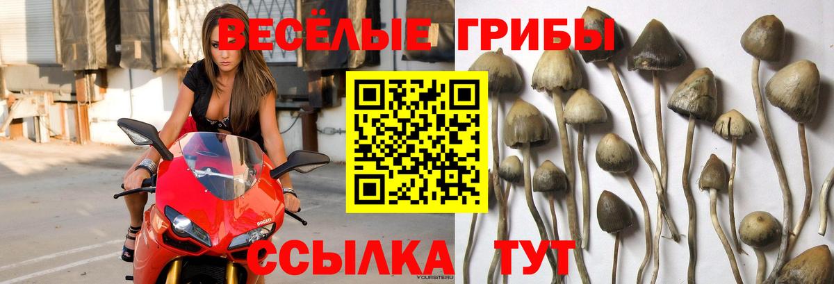 Псилоцибиновые грибы GOLDEN TEACHER Учалы